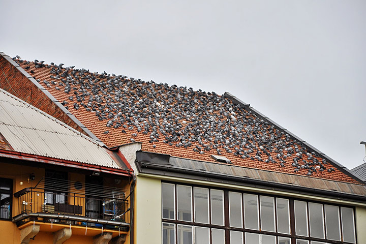 A2B Pest Control are able to install spikes to deter birds from roofs in Ripley. 