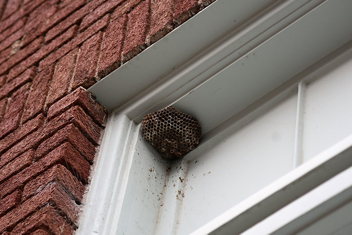 We provide a wasp nest removal service for domestic and commercial properties in Ripley.